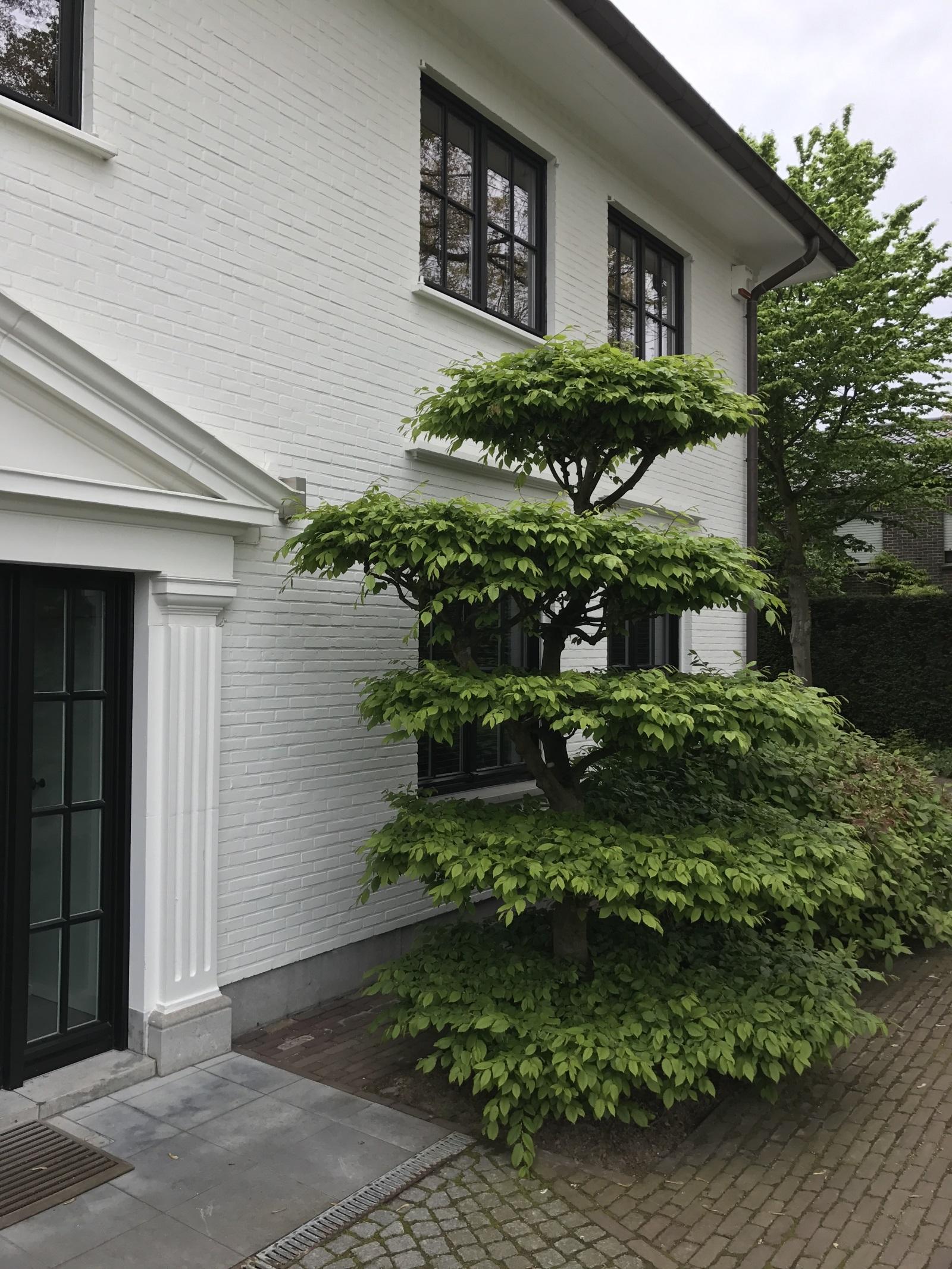 gingko gardens tuin