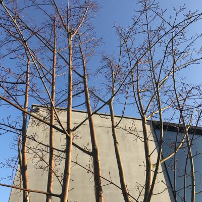 Gingko Gardens Beplanting Boom Hoog