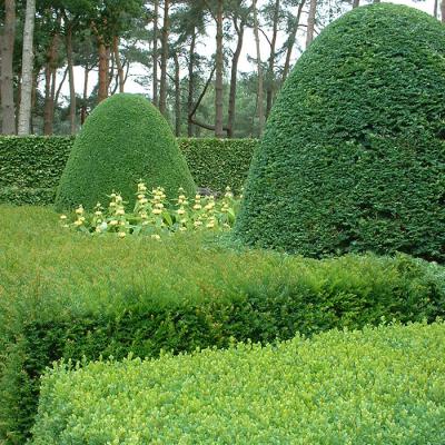 Gingko Gardens Beplanting Taxus