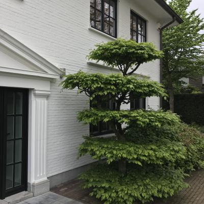 Gingko Gardens Boom Voortuin 1