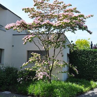 Gingko Gardens Cornus Boom