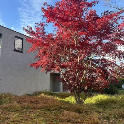 Gingko Gardens Project1