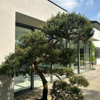 Gingko Tuin 6