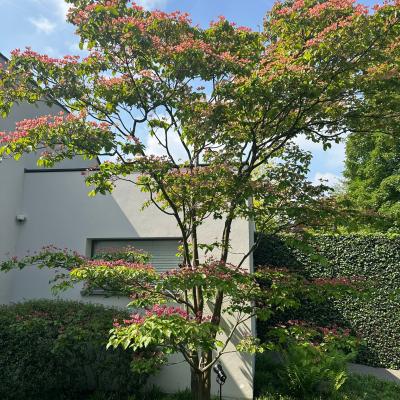 Gingko Tuin 7