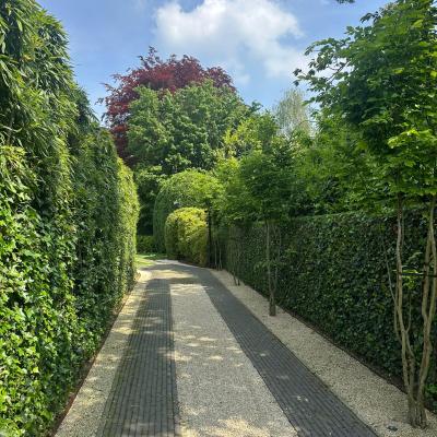 Gingko Tuin 9